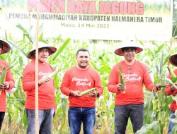 PD Pemuda Muhammadiyah Haltim Gelar Panen Jagung